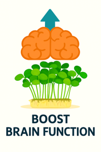 Brain Function